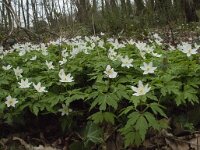 Anemone nemorosa 43, Bosanemoon, Saxifraga-Willem van Kruijsbergen