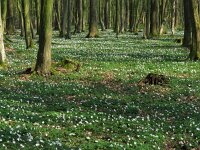 Anemone nemorosa 44, Bosanemoon, Saxifraga-Mark Zekhuis