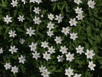 Anemone nemorosa 47, Bosanemoon, Saxifraga-Rutger Barendse