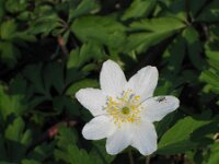 Anemone nemorosa 48, Bosanemoon, Saxifraga-Jasenka Topic