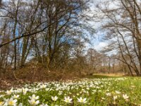 Wood Anemone in a Grass Field in early Spring  Wood anemone (Anemona nemorosa) in Natural Habitat in a River Valleyat Drentsche Aa in the Netherlands : Botany, Drenthe, Drentsche Aa, Drentse Aa, Flowers, Netherlands, anemone, anemones, april, background, bloom, blooming, blossom, countryside, environment, europe, flora, floral, flower, forest, green, group, habitat, holland, landscape, many, meadow, national, natura 2000, natural, nature, nemorosa, oak, park, pasture, plant, river valley, season, spring, springtime, sun, tree, trees, vegetation, white, wild, wildlife, windflower, wood, woodland