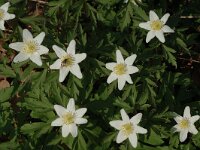 Anemone nemorosa 5, Bosanemoon, Saxifraga-Jan van der Straaten
