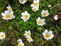 Anemone nemorosa 50, Bosanemoon, Saxifraga-Bart Vastenhouw
