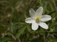 Anemone nemorosa 51, Bosanemoon, Saxifraga-Jan van der Straaten