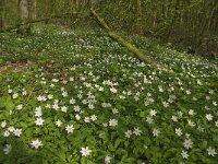 Anemone nemorosa 53, Bosanemoon, Saxifraga-Jan van der Straaten