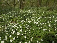 Anemone nemorosa 54, Bosanemoon, Saxifraga-Jan van der Straaten