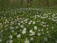 Anemone nemorosa 55, Bosanemoon, Saxifraga-Jan van der Straaten