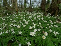 Anemone nemorosa 58, Bosanemoon, Saxifraga-Mark Zekhuis