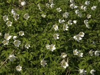 Anemone nemorosa 59, Bosanemoon, Saxifraga-Jan van der Straaten
