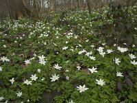 Anemone nemorosa 63, Bosanemoon, Saxifraga-Willem van Kruijsbergen