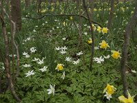 Anemone nemorosa 64, Bosanemoon, Saxifraga-Willem van Kruijsbergen