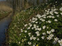 Anemone nemorosa 65, Bosanemoon, Saxifraga-Jan van der Straaten