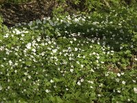 Anemone nemorosa 66, Bosanemoon, Saxifraga-Jan van der Straaten
