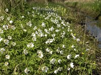 Anemone nemorosa 68, Bosanemoon, Saxifraga-Jan van der Straaten
