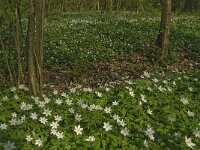 Anemone nemorosa 69, Bosanemoon, Saxifraga-Jan van der Straaten
