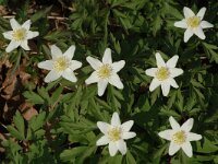 Anemone nemorosa 7, Bosanemoon, Saxifraga-Jan van der Straaten