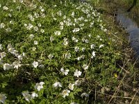 Anemone nemorosa 70, Bosanemoon, Saxifraga-Jan van der Straaten