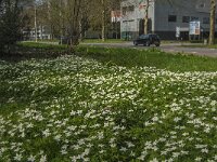 Anemone nemorosa 74, Bosanemoon, Saxifraga-Jan van der Straaten