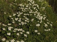 Anemone nemorosa 75, Bosanemoon, Saxifraga-Jan van der Straaten