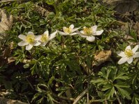 Anemone nemorosa 76, Bosanemoon, Saxifraga-Jan van der Straaten