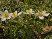 Anemone nemorosa 77, Bosanemoon, Saxifraga-Jan van der Straaten