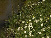 Anemone nemorosa 78, Bosanemoon, Saxifraga-Jan van der Straaten