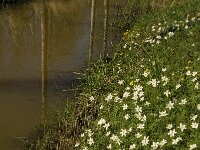Anemone nemorosa 79, Bosanemoon, Saxifraga-Jan van der Straaten