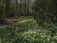 Anemone nemorosa 82, Bosanemoon, Saxifraga-Jan van der Straaten
