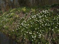 Anemone nemorosa 83, Bosanemoon, Saxifraga-Willem van Kruijsbergen