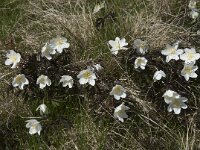 Anemone nemorosa 85, Bosanemoon, Saxifraga-Willem van Kruijsbergen
