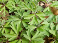 Anemone nemorosa 86, Bosanemoon, Saxifraga-Rutger Barendse