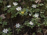 Anemone nemorosa 87, Bosanemoon, Saxifraga-Willem van Kruijsbergen