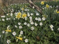 Anemone nemorosa 88, Bosanemoon, Saxifraga-Willem van Kruijsbergen