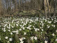 Anemone nemorosa 89, Bosanemoon, Saxifraga-Willem van Kruijsbergen