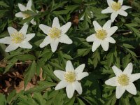 Anemone nemorosa 9, Bosanemoon, Saxifraga-Jan van der Straaten