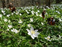 Anemone nemorosa 91, Bosanemoon, Saxifraga-Rutger Barendse