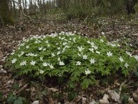 Anemone nemorosa 92, Bosanemoon, Saxifraga-Willem van Kruijsbergen