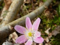 Anemone nemorosa 93, Bosanemoon, Saxifraga-Rutger Barendse