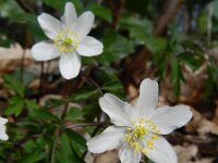 Anemone nemorosa 94, Bosanemoon, Saxifraga-Rutger Barendse