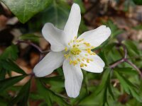 Anemone nemorosa 95, Bosanemoon, Saxifraga-Rutger Barendse