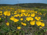 Anemone palmata 10, Saxifraga-Ed Stikvoort