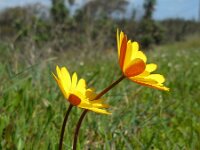 Anemone palmata 11, Saxifraga-Ed Stikvoort