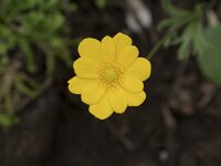 Anemone palmata 16, Saxifraga-Willem van Kruijsbergen
