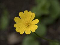 Anemone palmata 17, Saxifraga-Willem van Kruijsbergen