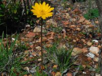 Anemone palmata 2, Saxifraga-Ed Stikvoort