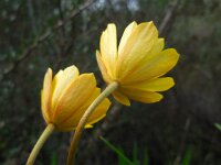 Anemone palmata 3, Saxifraga-Ed Stikvoort