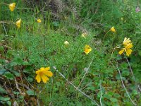 Anemone palmata 4, Saxifraga-Ed Stikvoort
