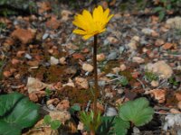 Anemone palmata 5, Saxifraga-Ed Stikvoort