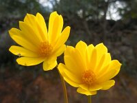 Anemone palmata 6, Saxifraga-Ed Stikvoort
