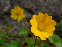Anemone palmata 7, Saxifraga-Ed Stikvoort